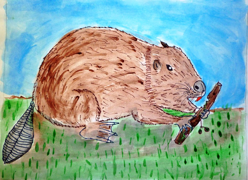 4th Grade 2nd Place. 'Point Arena Mountain Beaver' by Sulek Ghosh from Ardenwood Elementary School. Image courtesy US Fish and Wildlife Service.